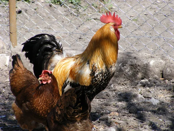 Hermosa polla en compañía de dos gallinas con — Foto de Stock