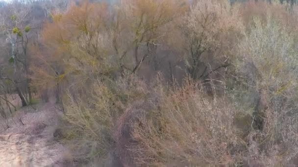 Leszállás száraz bokrok közelében az erdőben kora tavasszal — Stock videók