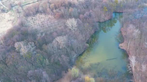 Volando sobre el río en el bosque cerca del campo — Vídeos de Stock