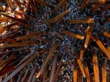 Urchin makro fotoğrafçılığı, beyaz arka yuvarlak yakın