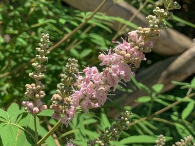 Bahçe üzerinde Vitex Agnus-castus çiçek