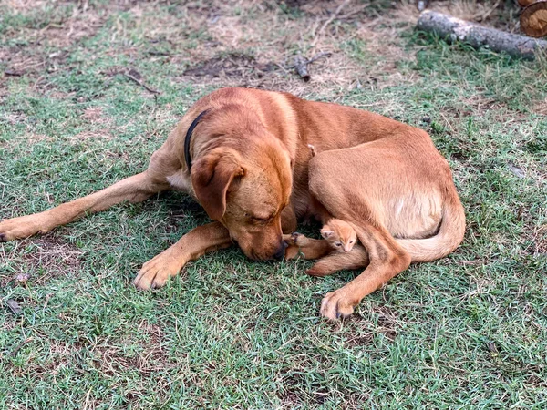 Röd kattunge sittande på en röd hund på gården på gräsmattan — Stockfoto