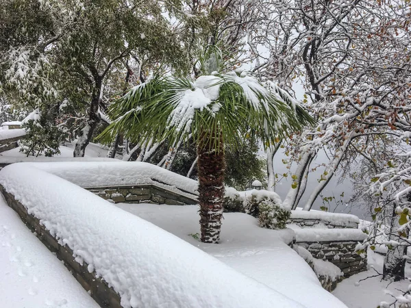 Phénomène anormal sur le mont Athos, neige tombée et arbres verts couverts — Photo