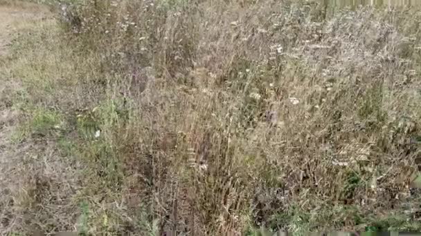 Відеозапис трав'яної квітки, що гойдається вітром — стокове відео