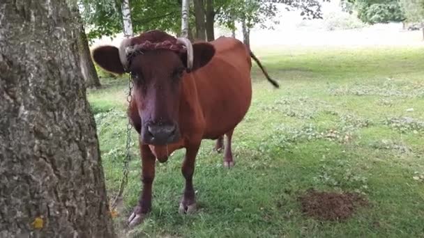 Een oude landelijke bruine koe met gedraaide hoorns gebonden met een touw aan een boom wordt begraasd in een weide in de buurt van de spoorlijn — Stockvideo