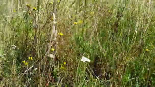 Herbe et fleurs sauvages sur le terrain un jour d'été — Video