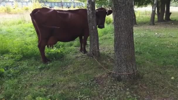 Une vieille vache brune rurale aux cornes tordues attachées par une corde à un arbre est broutée dans une prairie près du chemin de fer 