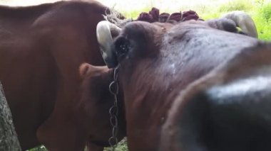 Bir ağaca bir ip ile bağlı bükülmüş boynuzları ile eski bir kırsal kahverengi demiryolu yakınındaki bir çayırda otlatılır