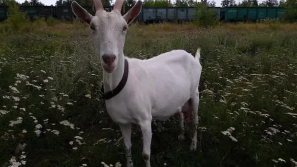 Cabra blanca con cuernos largos pastando en un prado verde cerca del ferrocarril en el pueblo de Ucrania — Vídeo de stock