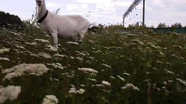 Weiße Ziege mit langen Hörnern weidet auf einer grünen Wiese in der Nähe der Eisenbahn im Dorf Ukraine — Stockvideo