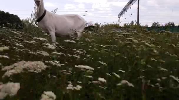 Chèvre blanche avec de longues cornes pâture sur une prairie verte près de la voie ferrée dans le village de l'Ukraine 