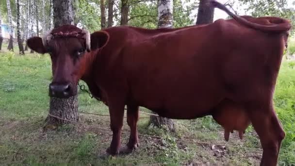 Eine alte ländliche braune Kuh mit verdrehten Hörnern, die mit einem Seil an einen Baum gebunden ist, weidet auf einer Wiese in der Nähe der Eisenbahn — Stockvideo