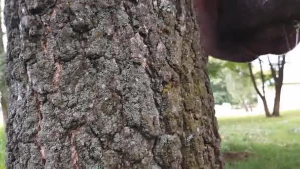 Uma velha vaca marrom rural com chifres torcidos amarrados com uma corda a uma árvore é raspada em um prado perto da ferrovia — Vídeo de Stock