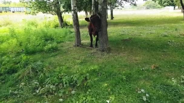 Una vecchia mucca marrone rurale con corna attorcigliate legate con una corda ad un albero viene pascolata in un prato vicino alla ferrovia. — Video Stock