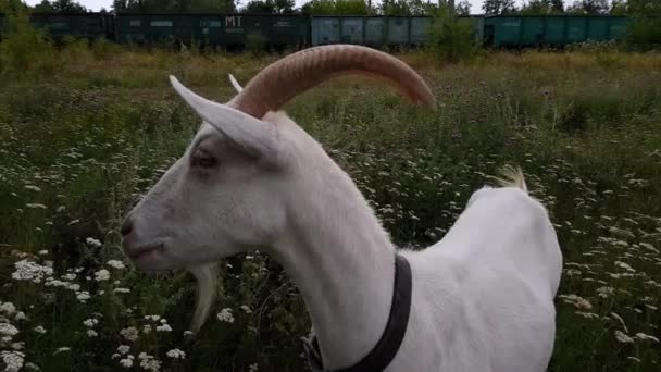 Белая коза с длинными рогами пасется на зеленом лугу возле железной дороги в селе Украина — стоковое видео