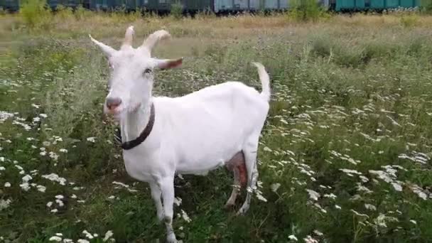 Λευκή κατσίκα με μεγάλα κέρατα να γίνεται σε ένα καταπράσινο λιβάδι κοντά στο σιδηρόδρομο στο χωριό της Ουκρανίας — Αρχείο Βίντεο