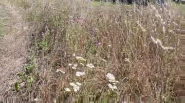 Uzun boynuzları ile Beyaz keçi Ukrayna köyünde demiryolu yakınında yeşil bir çayır üzerinde otlatıyor