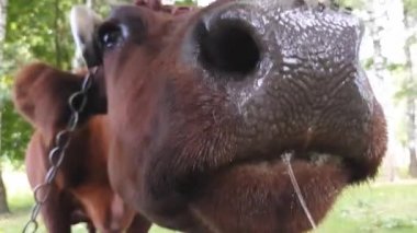 Bir ağaca bir ip ile bağlı bükülmüş boynuzları ile eski bir kırsal kahverengi demiryolu yakınındaki bir çayırda otlatılır