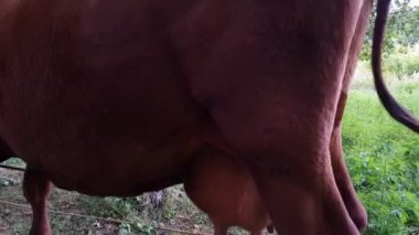 Bir ağaca bir ip ile bağlı bükülmüş boynuzları ile eski bir kırsal kahverengi demiryolu yakınındaki bir çayırda otlatılır