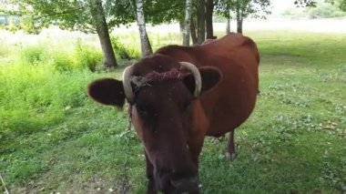 Bir ağaca bir ip ile bağlı bükülmüş boynuzları ile eski bir kırsal kahverengi demiryolu yakınındaki bir çayırda otlatılır