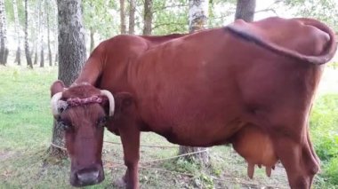 Bir ağaca bir ip ile bağlı bükülmüş boynuzları ile eski bir kırsal kahverengi demiryolu yakınındaki bir çayırda otlatılır