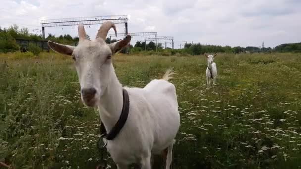 Білий козел з довгими рогами пазує на зеленому лузі біля залізниці в селі Україна — стокове відео