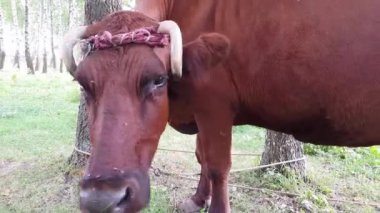 Bir ağaca bir ip ile bağlı bükülmüş boynuzları ile eski bir kırsal kahverengi demiryolu yakınındaki bir çayırda otlatılır