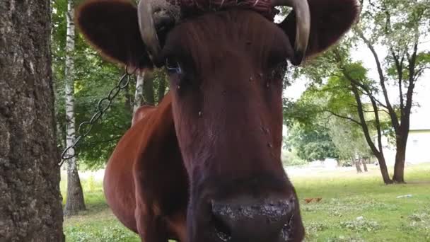 Une vieille vache brune rurale aux cornes tordues attachées par une corde à un arbre est broutée dans une prairie près du chemin de fer 
