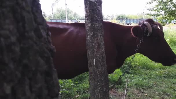 Uma velha vaca marrom rural com chifres torcidos amarrados com uma corda a uma árvore é raspada em um prado perto da ferrovia — Vídeo de Stock