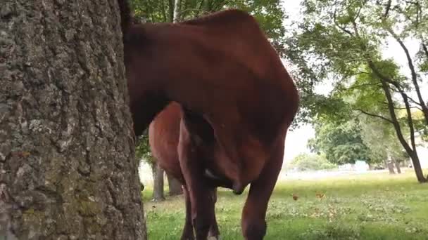 An old rural brown cow with twisted horns tied with a rope to a tree is grazed in a meadow near the railway — Stock Video