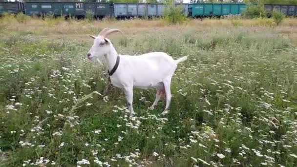 Cabra branca com chifres longos pastam em um prado verde perto da ferrovia na aldeia da Ucrânia — Vídeo de Stock