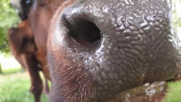 Uma velha vaca marrom rural com chifres torcidos amarrados com uma corda a uma árvore é raspada em um prado perto da ferrovia — Vídeo de Stock