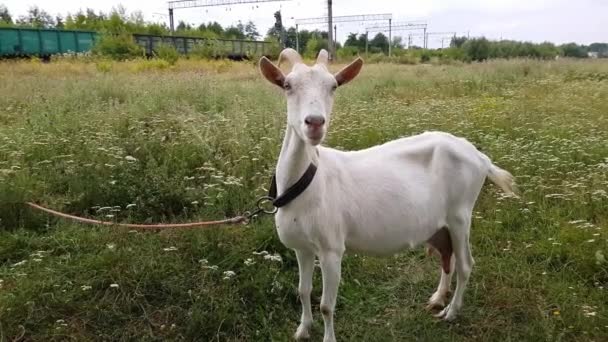 Uzun boynuzları ile Beyaz keçi Ukrayna köyünde demiryolu yakınında yeşil bir çayır üzerinde otlatıyor — Stok video