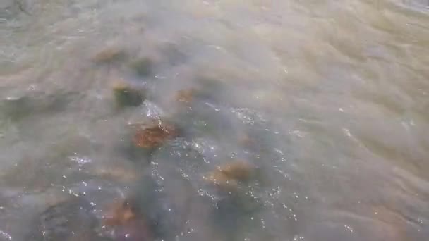 Ein flacher Gebirgsfluss mit schnellem Fluss in den Karpaten mit felsigem Grund. 4k Aufnahme eines Gebirgsflusses mit Steinbrücken — Stockvideo