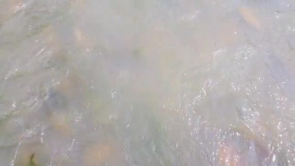 Un fiume di montagna poco profondo con un flusso veloce nelle montagne dei Carpazi con un fondo roccioso. Sparatoria 4K di un fiume di montagna con ponti di pietra — Video Stock