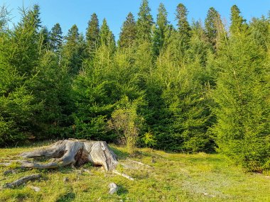 Gün batımından önce Karpat dağlarında bir ormanın kenarında kökleri ile geniş bir kütük