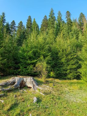 Gün batımından önce Karpat dağlarında bir ormanın kenarında kökleri ile geniş bir kütük