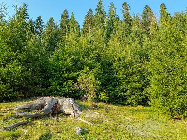 Gün batımından önce Karpat dağlarında bir ormanın kenarında kökleri ile geniş bir kütük