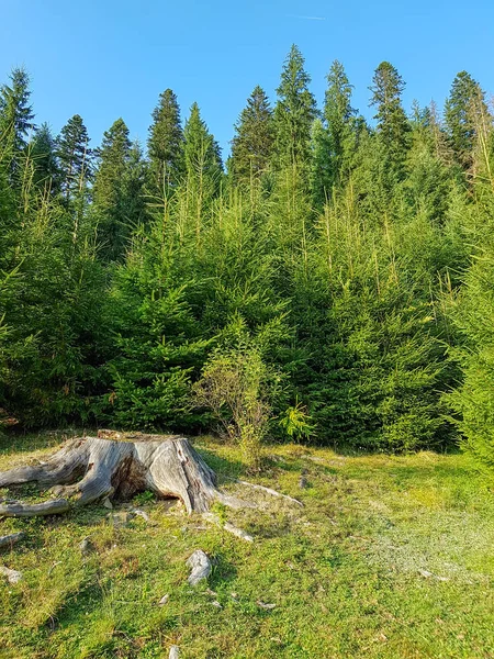 Gün batımından önce Karpat dağlarında bir ormanın kenarında kökleri ile geniş bir kütük