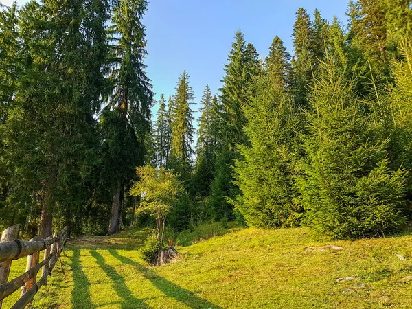 Coniferous forest on the slope of the Carpathian mountains before sunset on a summer day — Stock Photo, Image