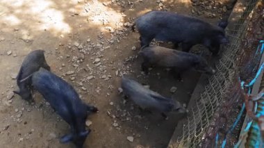 Genç hayvanlarla vahşi domuzSus scrofa yaz aylarında bir çam ormanında bir hayvanat bahçesinde yiyecek toplamak