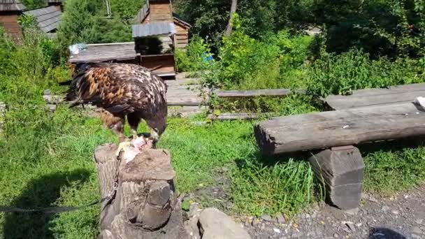 Золотой орел Aquila chrysaetos ест из туши в горах — стоковое видео