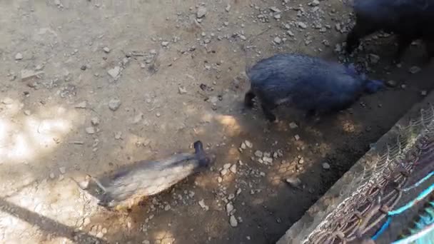 Wilde varkens Sus scrofa met jonge dieren verzamelen voedsel in een dierentuin in een dennenbos in de zomer — Stockvideo