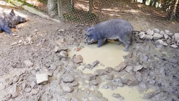 Wild pigs Sus scrofa with young animals wallow in a swamp in a zoo in a pine forest in summer — Stock Video