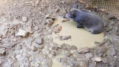 Yaz aylarında bir çam ormanında bir hayvanat bahçesinde bir bataklık tadona genç hayvanlar la Vahşi domuzSus scrofa
