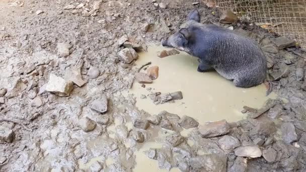 Wild pigs Sus scrofa with young animals wallow in a swamp in a zoo in a pine forest in summer — Stock Video