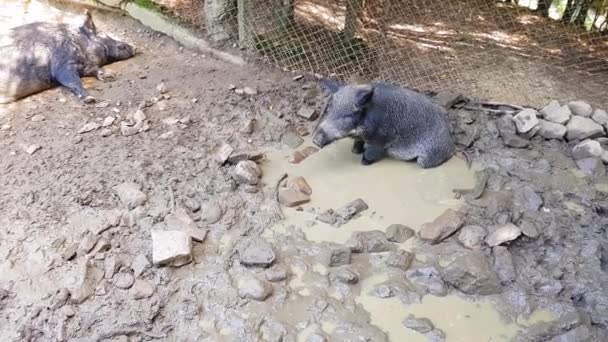 Дикие свиньи Sus scrofa с молодыми животными валяться в болоте в зоопарке в сосновом лесу летом — стоковое видео