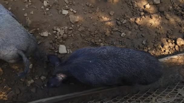 Porcos selvagens Sus scrofa com animais jovens reúnem comida em um zoológico em uma floresta de pinheiros no verão — Vídeo de Stock