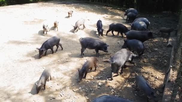 Дикие свиньи Sus scrofa с молодыми животными собирают пищу в зоопарке в сосновом лесу летом — стоковое видео