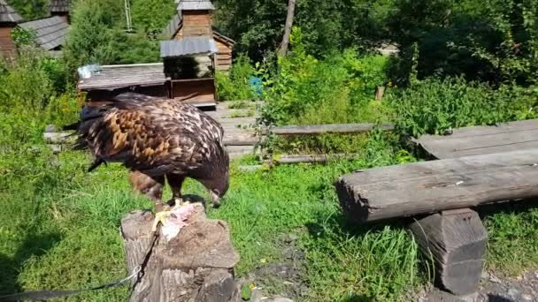 Aigle royal Aquila chrysaetos mange d'une carcasse dans les montagnes — Video